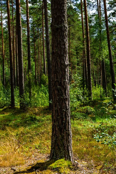 Yüksek Ağaç Gövdeleri Ormandaki Sarı Otların Dikey Görüntüsü — Stok fotoğraf