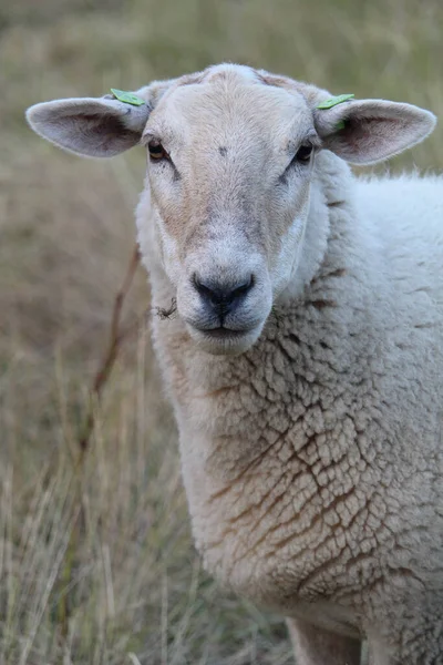 Uma Ovelha Branca Pastando Pasto Uma Fazenda — Fotografia de Stock