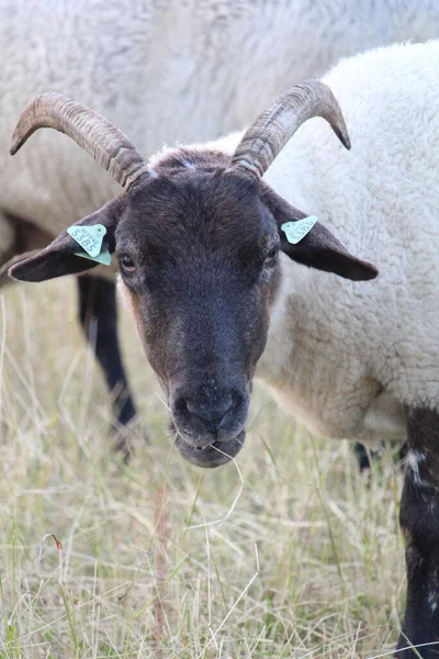 Una Oveja Blanca Pastando Pasto Una Granja —  Fotos de Stock