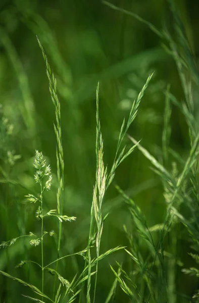 生长在肯塔基州蓝草的垂直照片 — 图库照片
