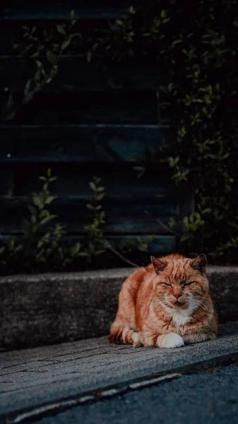Egy Gyönyörű Vörös Macska Járdán — Stock Fotó
