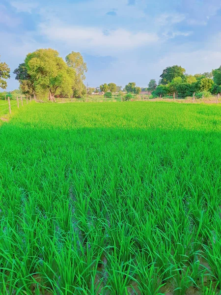 2021年7月31日 インドの畑の緑の水田植物の晴れた日 — ストック写真