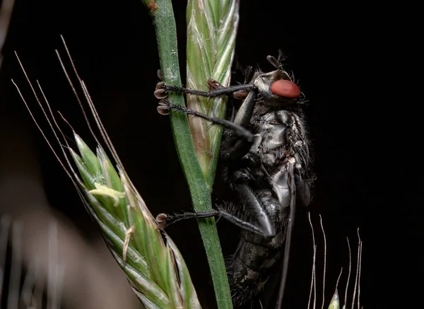 Una Macro Toma Los Detalles Insecto Una Planta Frente Fondo — Foto de Stock