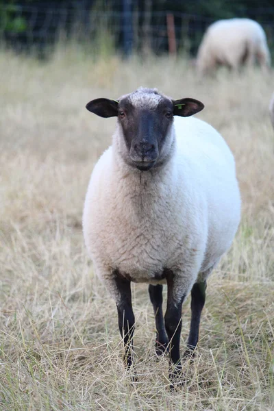 Una Oveja Blanca Pastando Pasto Una Granja — Foto de Stock