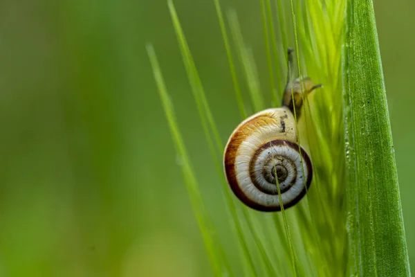 Eine Selektive Fokusaufnahme Einer Schnecke Die Auf Einer Pflanze Kriecht — Stockfoto