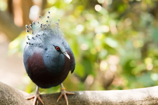 Pájaro Exótico Colorido Mirando Cámara Con Fondo Borroso — Foto de Stock
