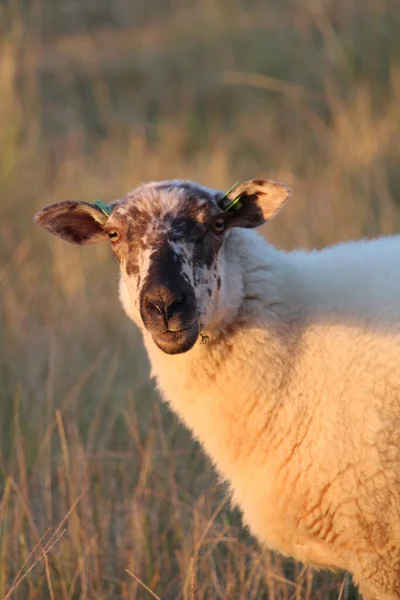 Uma Ovelha Branca Pastando Pasto Uma Fazenda — Fotografia de Stock