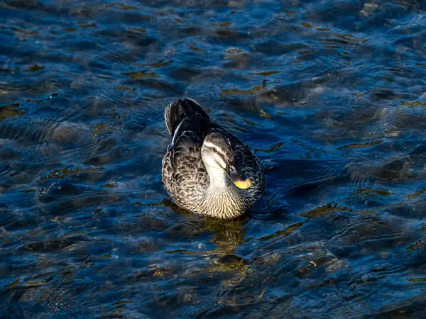 Eine Flauschige Ente Die See Schwimmt Und Sich Darin Spiegelt — Stockfoto