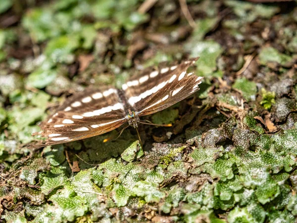 Closeup Brown White Butterfly Sitting Leaf Blurred Background — Stock Photo, Image