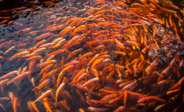 Pemandangan Indah Ikan Oranye Berenang Dalam Lingkaran Kebun Binatang Pada — Stok Foto