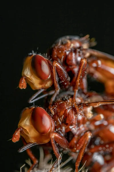Uma Foto Macro Vertical Formigas Vermelhas Acasalando Frente Fundo Preto — Fotografia de Stock