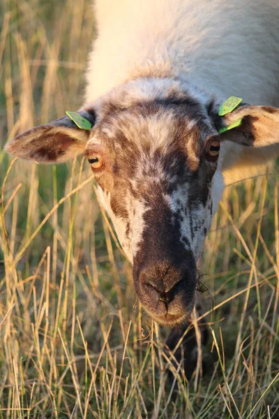 Ein Weißes Schaf Weidet Auf Der Weide Eines Bauernhofs — Stockfoto