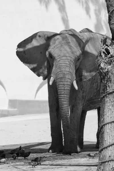 Afrikanischer Elefant Hinter Einem Baum Der Savanne — Stockfoto