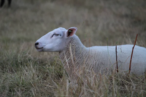 Mouton Blanc Broutant Sur Pâturage Une Ferme — Photo