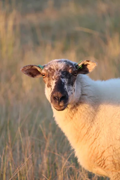 Uma Ovelha Branca Pastando Pasto Uma Fazenda — Fotografia de Stock