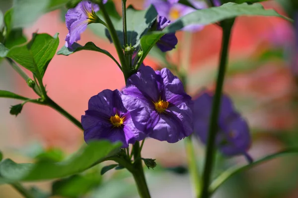 Tiro Seletivo Foco Uma Planta Flowering Nightshade Roxo Que Cresce — Fotografia de Stock