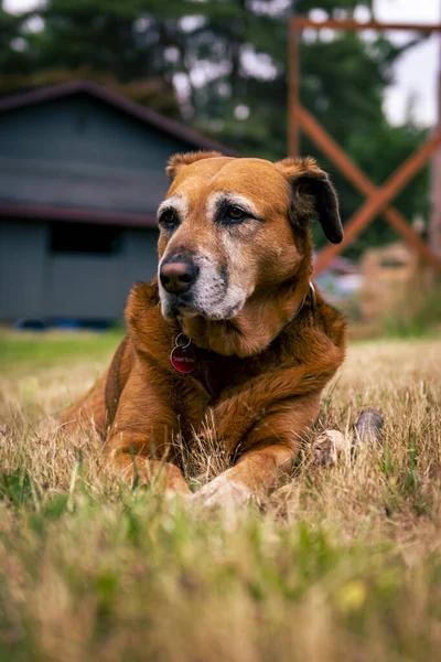 Bahçedeki Sevimli Kahverengi Köpeğin Dikey Görüntüsü — Stok fotoğraf