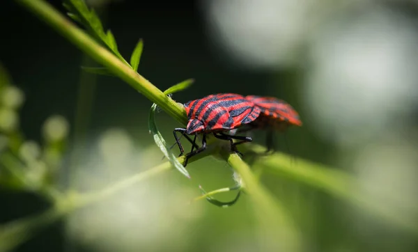 Tiro Close Inseto Uma Planta — Fotografia de Stock