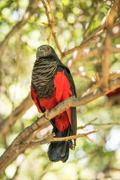 Egy Színes Egzotikus Papagáj Ágon Homályos Háttérrel — Stock Fotó
