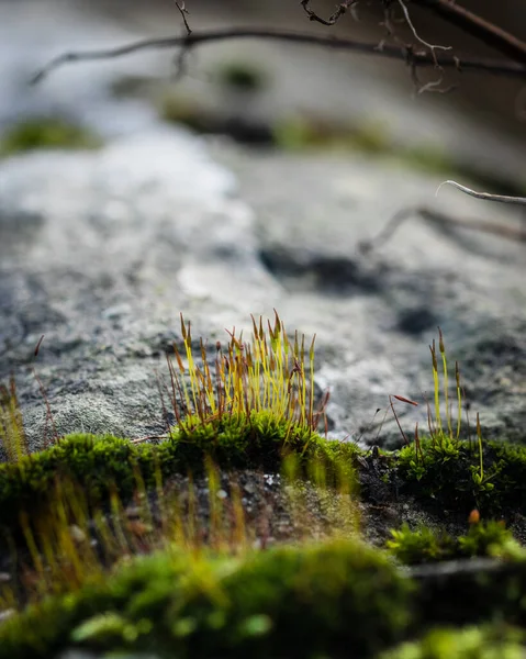 Une Prise Vue Sélective Herbe Poussant Sous Neige — Photo