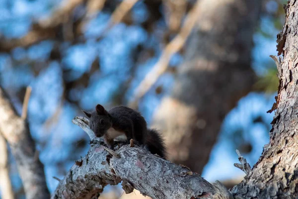 Вибіркове Фокусування Знімку Милої Маленької Білки Гілці Дерева Хорваті — стокове фото