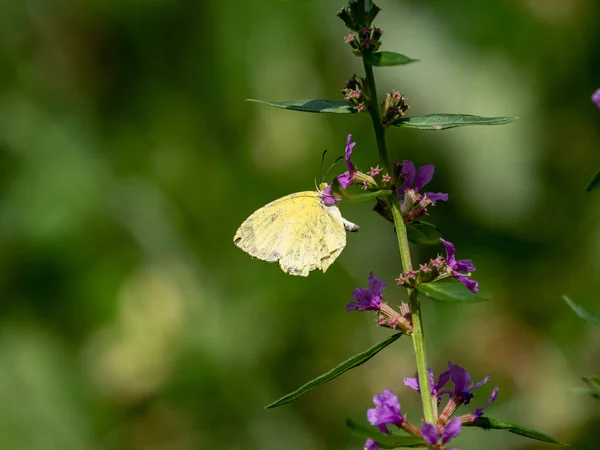 背景がぼやけている葉の枝に座っているカラフルな蝶 — ストック写真