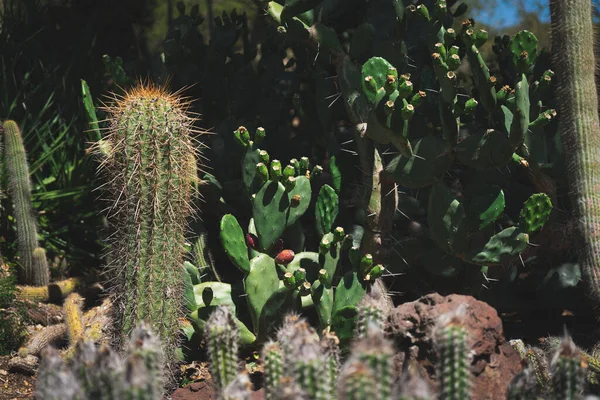 Jardín Con Muchas Plantas Cactus —  Fotos de Stock