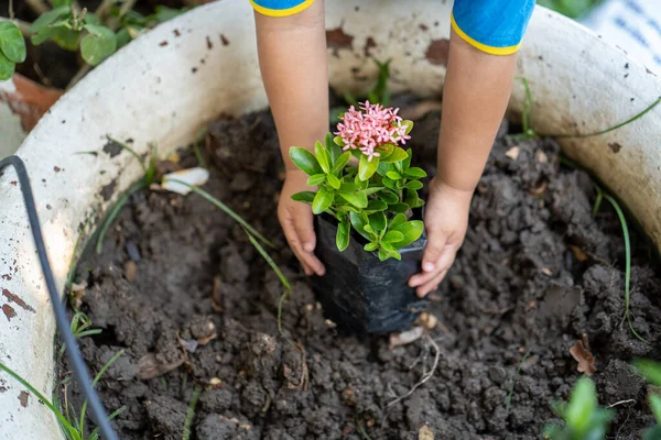 Mão Uma Criança Plantando Gerânio Selva Jardim — Fotografia de Stock