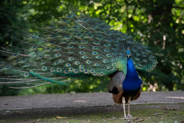 Een Close Van Een Prachtige Gewone Pauw — Stockfoto