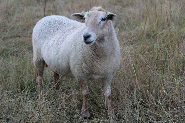 Uma Ovelha Branca Pastando Pasto Uma Fazenda — Fotografia de Stock
