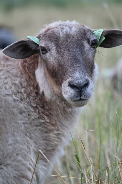 Ein Weißes Schaf Weidet Auf Der Weide Eines Bauernhofs — Stockfoto