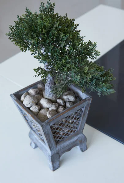 Top View Closeup Tiny Plants Growing Beautiful Decorative Pots Home — Stock Photo, Image