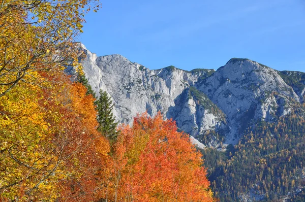 Loof Aan Altaussee Stiermarken Salzkammergut Oostenrijk — Stockfoto