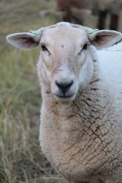Біла Вівця Пасе Пасовищі Фермі — стокове фото