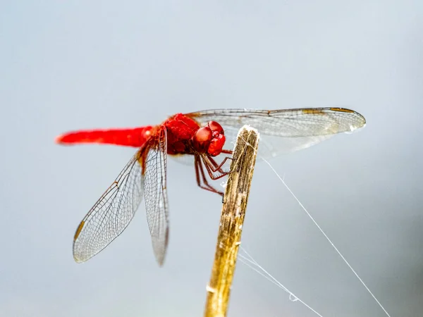 Een Closeup Van Een Rode Libelle Zittend Een Plant Onder — Stockfoto