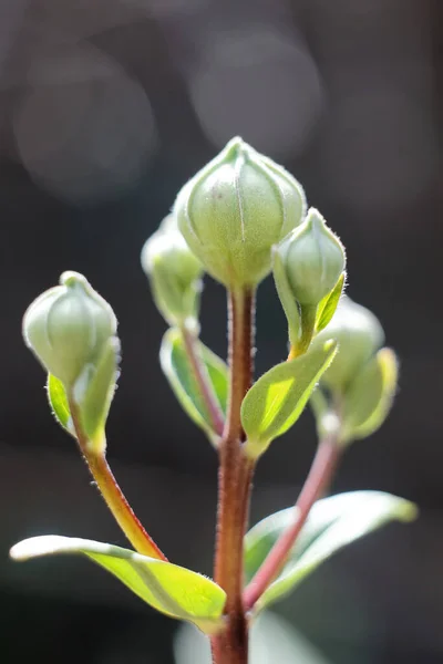 Eine Vertikale Nahaufnahme Von Grünen Blütenknospen — Stockfoto