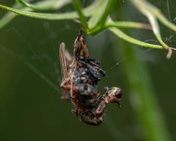 Tiro Macro Uma Aranha Segurando Uma Mosca Presa Sua Teia — Fotografia de Stock