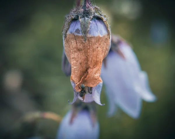 屋外の花の芽の上の小さな昆虫のマクロショット — ストック写真