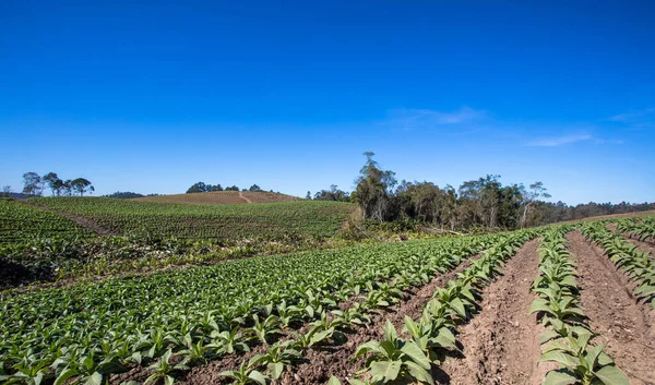 Een Hoge Hoek Opname Van Een Tabaksplantage Het Zuiden Van — Stockfoto