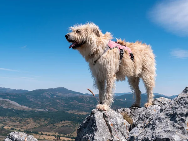 Perro Pastor Vasco Cima Una Colina Rocosa —  Fotos de Stock