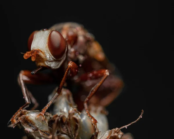 Uma Foto Macro Dos Detalhes Uma Mosca Diptera Uma Planta — Fotografia de Stock