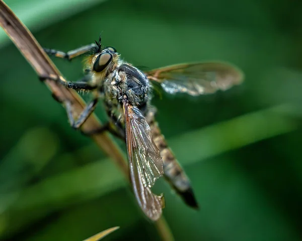 Una Macro Toma Los Detalles Una Libélula Una Hoja Aire —  Fotos de Stock