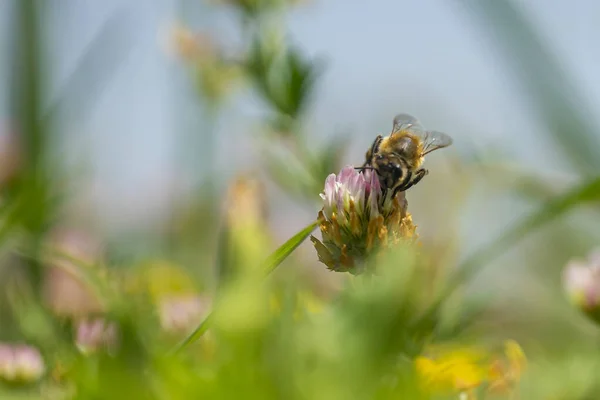 Селективный Фокус Снимка Опыляющей Пчелы Цветке — стоковое фото