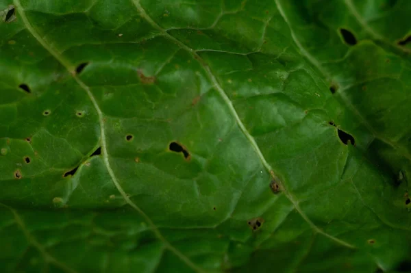 Primer Plano Hojas Verdes — Foto de Stock