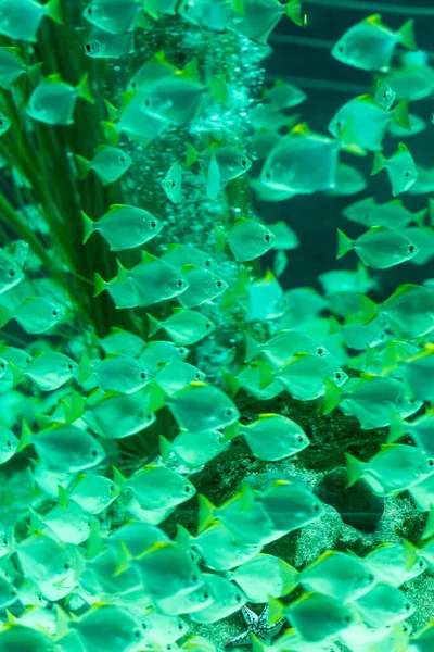 Group Small Fishes Swimming Water Ray Effect — Stock Photo, Image