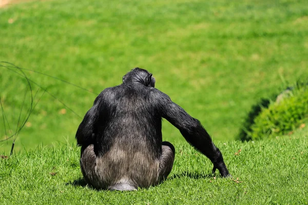 Chimpanzé Assis Sur Herbe Avec Dos Caméra — Photo