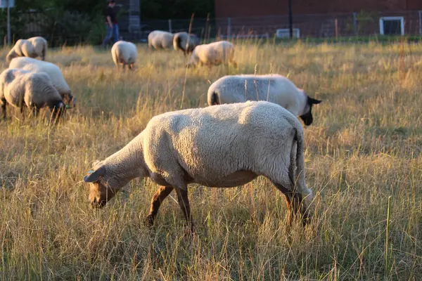 Una Manada Ovejas Pastando Pasto Una Granja — Foto de Stock
