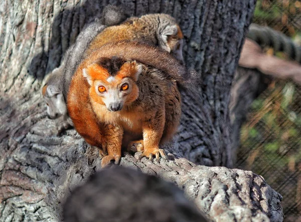 장식용 여우원숭이 — 스톡 사진