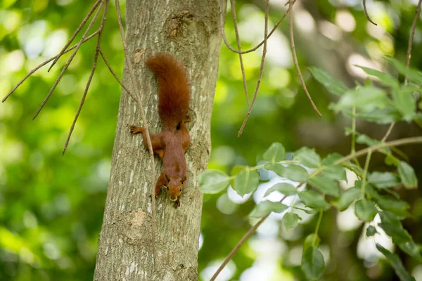 Selective Focus Shot Red Squirrel Tree Trunk Stock Picture