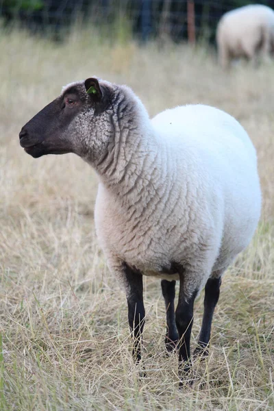 Çiftlikte Otlayan Beyaz Bir Koyun — Stok fotoğraf